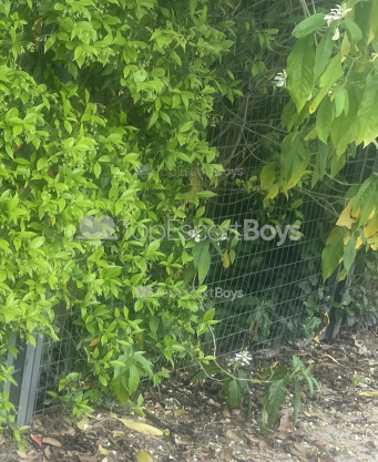 Photo escort girl Andrian: the best escort service